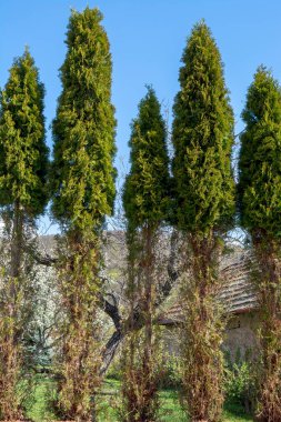 Thuja (Arborvitae), geyiklerin kış mevsiminde yediği ağaç dalları ve iğneler. Sedir çitinde geyik hasarı.