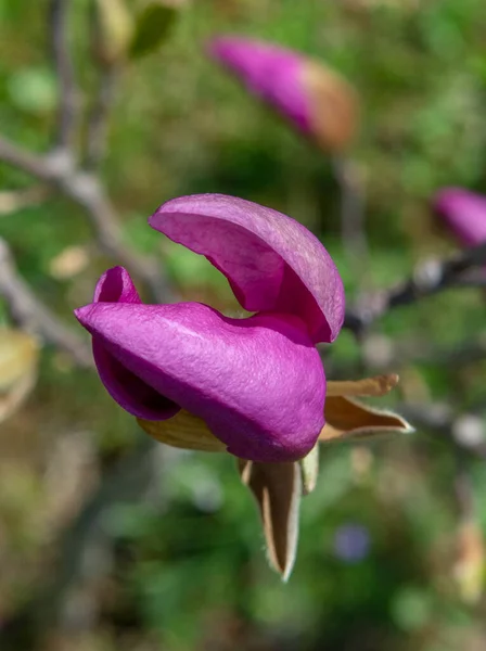 Młode Drzewo Magnolii Fioletowymi Kwiatami Wczesną Wiosną Skupienie Selektywne — Zdjęcie stockowe