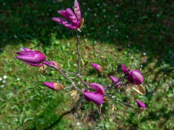 Young Magnolia Tree Purple Flowers Early Spring Selective Focus — стоковое фото