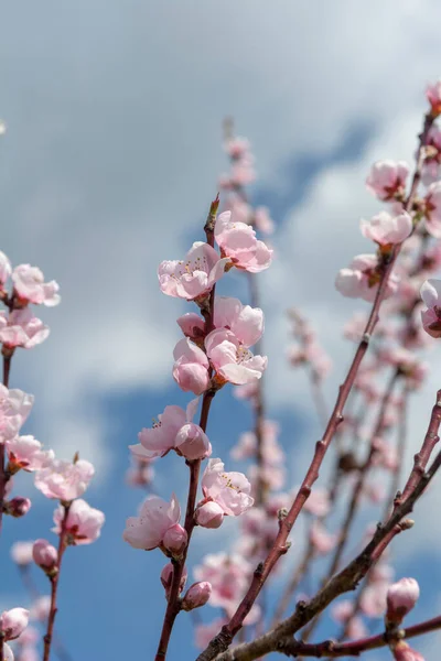 Virágzó Fiatal Barackfa Kertben Rózsaszín Virágok Prunus Persica Kora Tavasszal — Stock Fotó