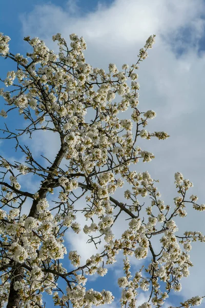 樱桃树在春天开花 花园里盛开的果树 树枝上的白花 — 图库照片
