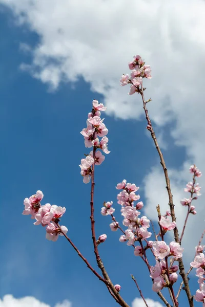 花园里盛开的小桃树 早春白菜的粉红花 — 图库照片