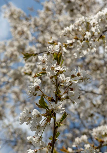 Cseresznyefa Prunus Virágzás Tavasszal Virágzó Gyümölcsfa Kertben Fehér Virágok Faágon — Stock Fotó