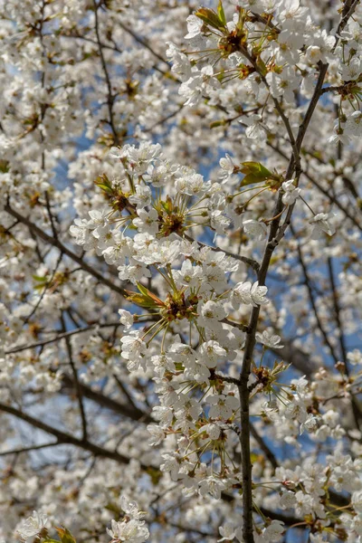 Kirschbaum Prunus Blühen Frühling Blühender Obstbaum Garten Weiße Blumen Auf — Stockfoto