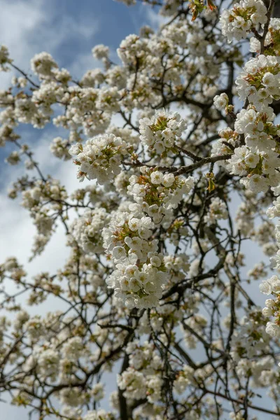 Cseresznyefa Prunus Virágzás Tavasszal Virágzó Gyümölcsfa Kertben Fehér Virágok Faágon — Stock Fotó