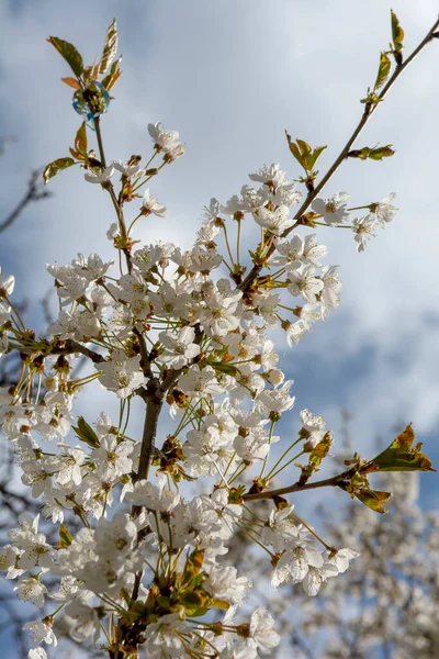 Cerejeira Prunus Florescer Primavera Árvore Frutífera Florescente Jardim Flores Brancas — Fotografia de Stock