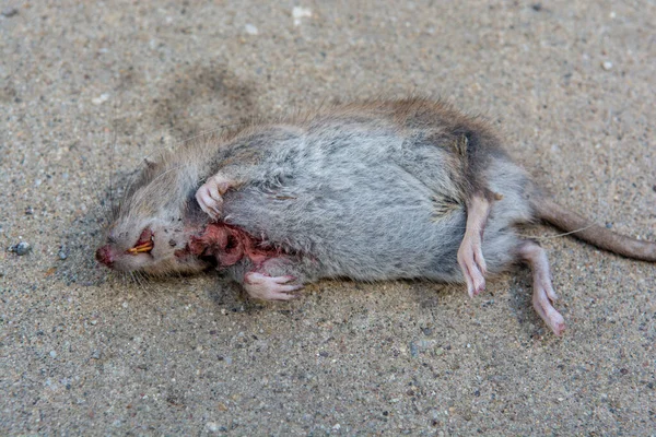 Dead Young Rat Caught Cat Lying Concrete Floor — ストック写真