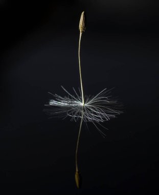 Tek Karahindiba (Taraxacum) tohumu yansıması ile siyah arkaplanda izole.