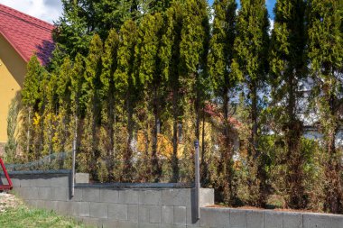 Thuja (Arborvitae), geyiklerin kış mevsiminde yediği ağaç dalları ve iğneler. Sedir çitinde geyik hasarı.