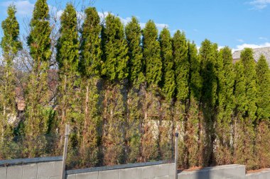 Thuja (Arborvitae), geyiklerin kış mevsiminde yediği ağaç dalları ve iğneler. Sedir çitinde geyik hasarı.