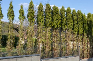 Thuja (Arborvitae), geyiklerin kış mevsiminde yediği ağaç dalları ve iğneler. Sedir çitinde geyik hasarı.