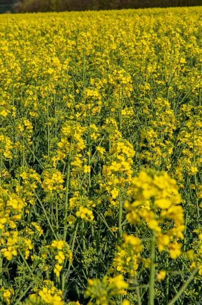 Flowering Rapeseed Canola Colza Yellow Flowers Brassica Napus Blooming Rapeseed — Stock fotografie
