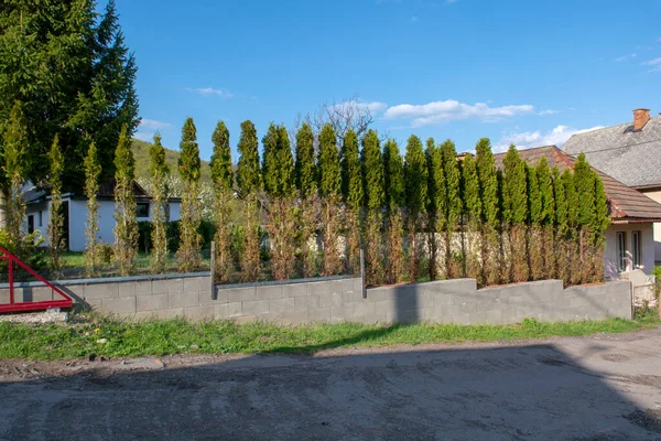 Thuja Arborvitae Grenar Och Nålar Äts Rådjur Vintersäsongen Rådjursskador Cedars — Stockfoto