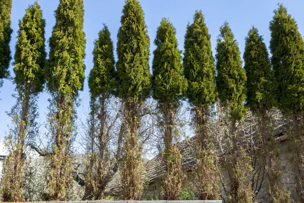 Thuja Arborvitae Grenar Och Nålar Äts Rådjur Vintersäsongen Rådjursskador Cedars — Stockfoto
