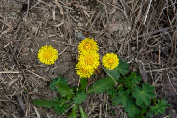 Желтый Кольтфут Туссилаго Фарфара Ранней Весной Цветы Coltsfoot Закрываются Макро — стоковое фото