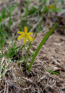 Baharda Beytüllahim 'in sarı yıldızı. Gagea bitkisi ormanda..