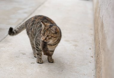 Gri soyulmuş kedi dişlerinde küçük gri bir fare tutuyor. Ağzında fare tutan bir kedi.