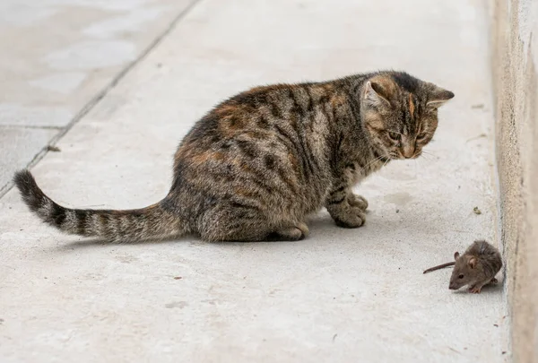 Gri soyulmuş kedi fare avlıyor. Fare yakalayan genç kedi.