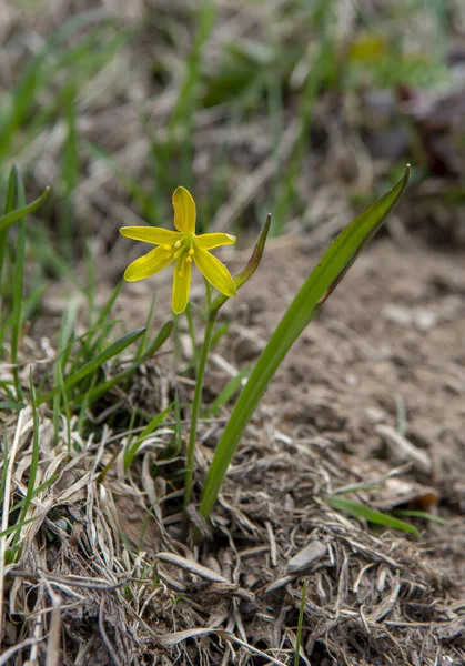 Baharda Beytüllahim 'in sarı yıldızı. Gagea bitkisi ormanda..