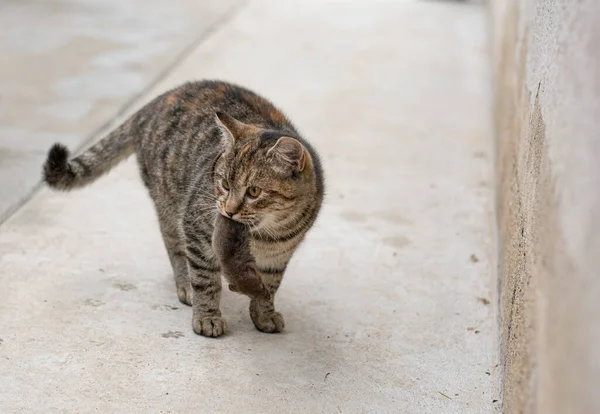 Gri soyulmuş kedi dişlerinde küçük gri bir fare tutuyor. Ağzında fare tutan bir kedi.