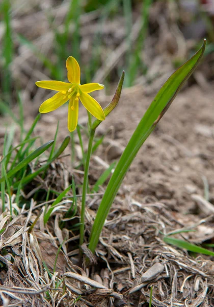 Yellow Star Bethlehem Flower Springtime Gagea Plant Forest —  Fotos de Stock