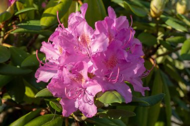 Bahçede çiçek açan pembe rhododendron çiçekleri. Kapatın. Ayrıntılar. Makro.
