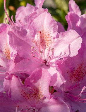Bahçede çiçek açan pembe rhododendron çiçekleri. Kapatın. Ayrıntılar. Makro.