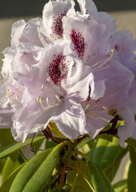 Bahçede çiçek açan beyaz rhododendron çiçekleri. Kapatın. Ayrıntılar. Makro.