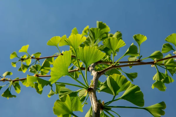 Πράσινα Φύλλα Του Δέντρου Ginkgo Biloba Σχήμα Ανεμιστήρα Είναι Επίσης — Φωτογραφία Αρχείου
