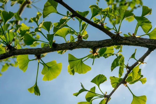 Πράσινα Φύλλα Του Δέντρου Ginkgo Biloba Σχήμα Ανεμιστήρα Είναι Επίσης — Φωτογραφία Αρχείου