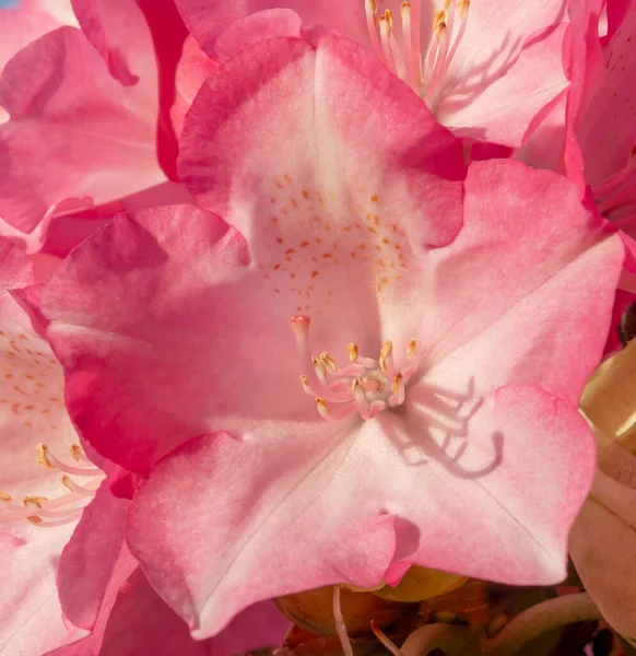Blühende Rote Rhododendronblüten Garten Aus Nächster Nähe Detail Makro — Stockfoto