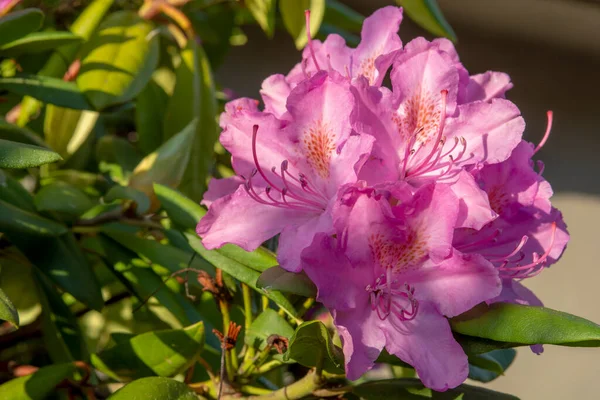 Fleurs Roses Fleurs Rhododendron Dans Jardin Ferme Détail Macro — Photo