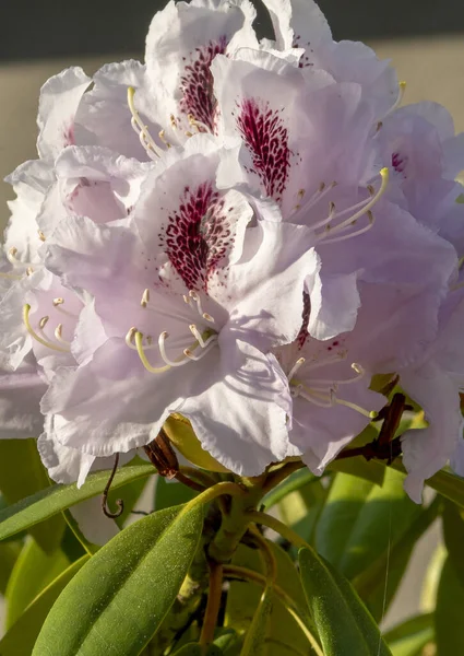 Bahçede çiçek açan beyaz rhododendron çiçekleri. Kapatın. Ayrıntılar. Makro.