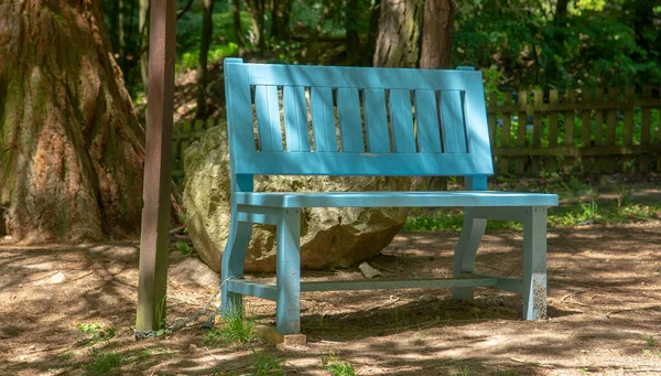 Banco Madera Azul Claro Vacío Parque Con Árbol Secuoya Fondo — Foto de Stock