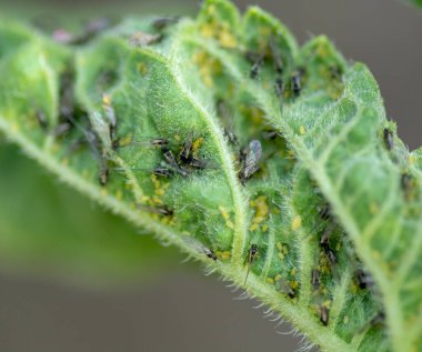 Yaprak bitleri (Brachycaudus helichrysi) bahçedeki ayçiçeği yaprakları üzerinde.