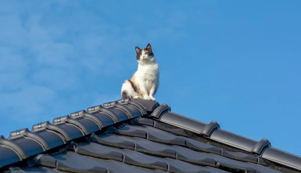 Siyah kiremit çatının tepesinde oturan üç renkli bir kedi..