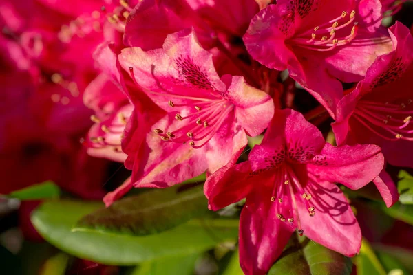 Floraison Fleurs Rhododendron Rouge Dans Jardin Ferme Détail Macro — Photo
