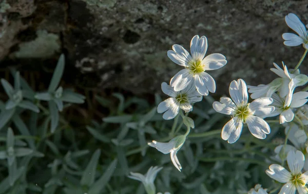Blühende Cerastium Tomentosum Oder Schneeweiße Blüten Sommer — Stockfoto