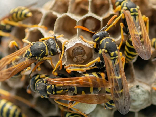 新しい植民地を始めるために巣を作るヨーロッパのワスプ Vespula Germanica — ストック写真