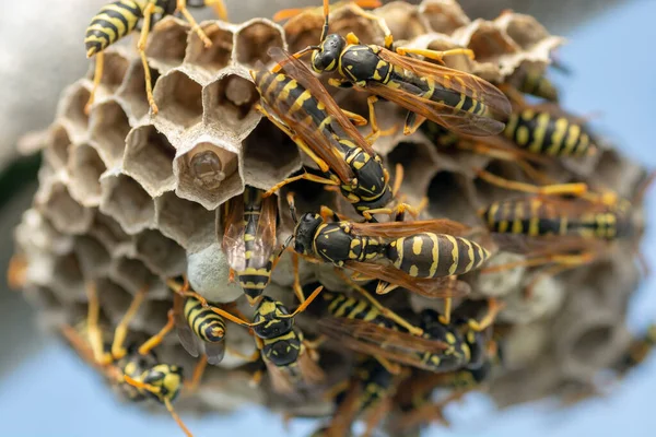 Avrupa eşekarısı (Vespula germanica) yeni bir koloni kurmak için yuva inşa ediyor.