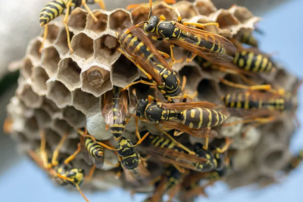 Europäische Wespe Vespula Germanica Baut Ein Nest Eine Neue Kolonie — Stockfoto