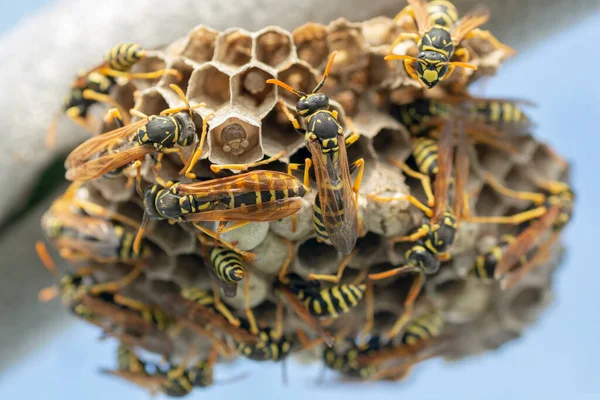 Europäische Wespe Vespula Germanica Baut Ein Nest Eine Neue Kolonie — Stockfoto