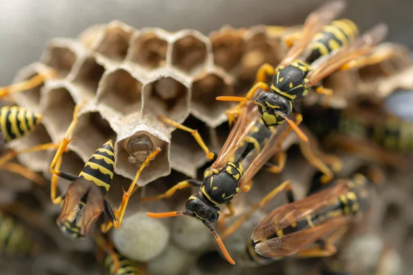 Avrupa eşekarısı (Vespula germanica) yeni bir koloni kurmak için yuva inşa ediyor.
