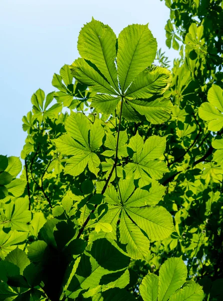 Πράσινο Κάστανο Castanea Sativa Αφήνει Στο Φως Του Ήλιου Φύλλα — Φωτογραφία Αρχείου