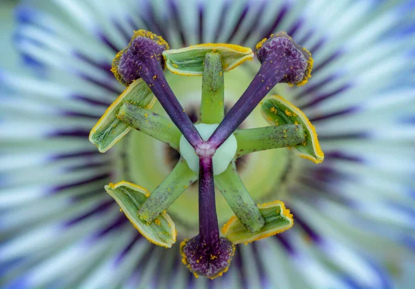 Passiflora Die Blaue Oder Blaue Krone Passionsblume Selektiver Fokus Auf — Stockfoto