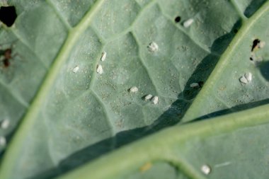 The Cabbage Whitefly (Aleyrodes proletella) pest. Adults with eggs on the cabbage leaf.