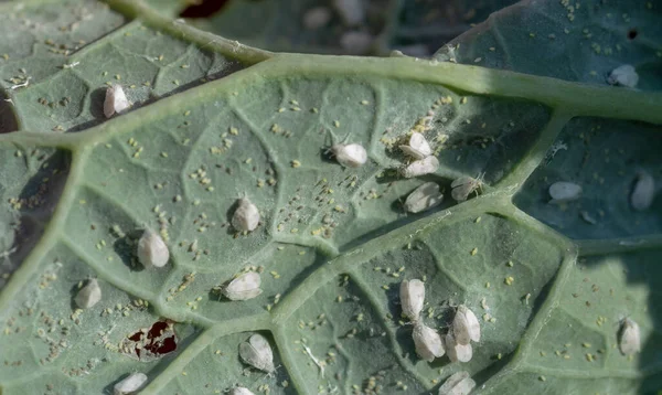 The Cabbage Whitefly (Aleyrodes proletella) pest. Adults with eggs on the cabbage leaf.