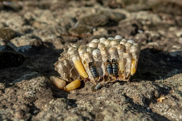 Wasp Nest Cross Section Vespula Germanica Vespiary Close Detail — Stock Fotó