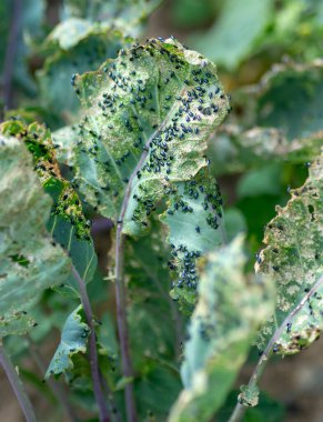 Lahana pire böceği (Phyllotreta çarmıha gerilmiş) veya haç böceği. Sebze bahçesinde hasarlı mor kohlrabi yaprakları (Alman veya lahana turpu).