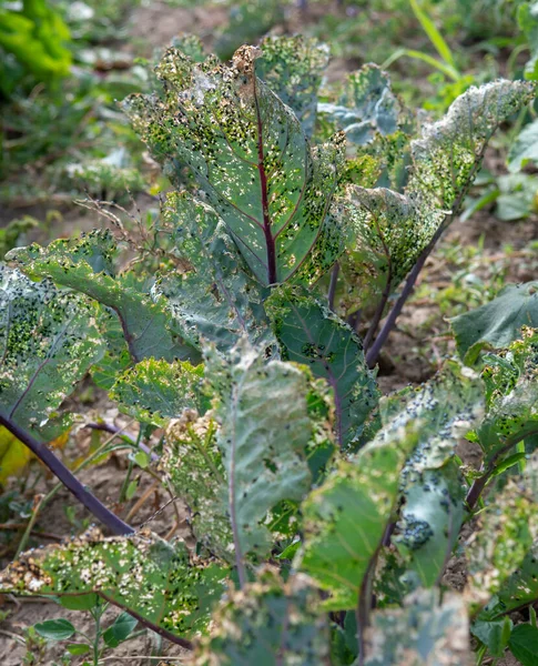 Cabbage flea beetle (Phyllotreta cruciferae) or crucifer flea beetle. Damaged leaves of purple kohlrabi (German or Cabbage Turnip) in the vegetable garden.